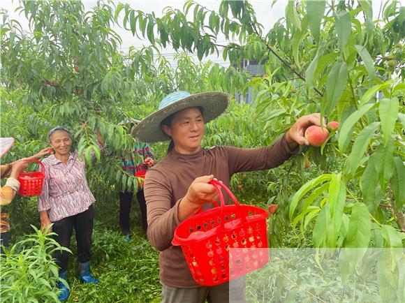 村民采摘桃子。特约通讯员 李拉拉 摄